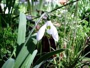 Galanthus June elwesii